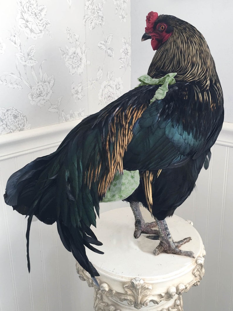 Chicken Diapers Extra Large Perfect Chicken Diaper For Extra Large Hens Or Roosters
