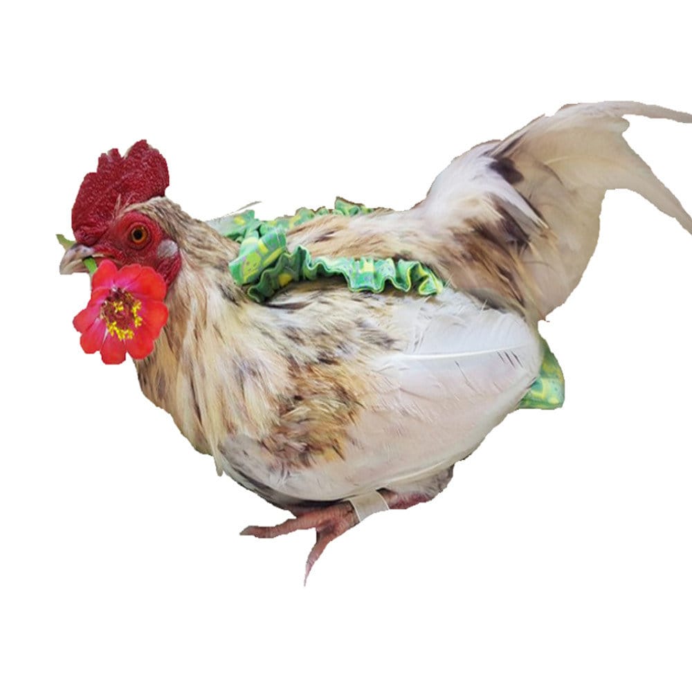 Extra Small Stylish Chicken Diaper- Tiny Bantams & Young poultry (Sermas, Old English Hens)