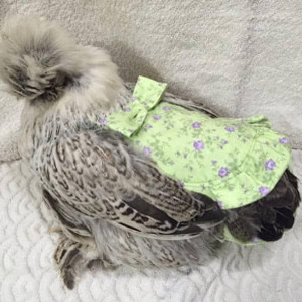 Adorable  Standard Hen Dress Saddle Picture Perfect Protection for Poultry