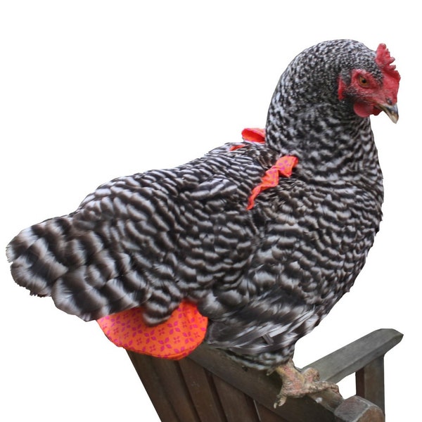 Chicken Diaper Medium Stylish Chicken Diaper- Larger Bantam Poultry or Smaller Laying Hen Nappie