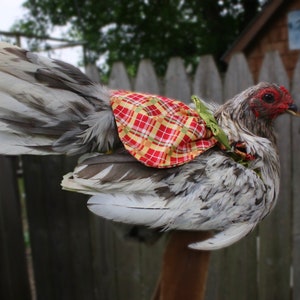 Adorable Bantam Hen Dress Saddle Picture Perfect Protection for Poultry