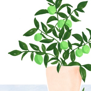 May include: A potted green plant with small, round, light green fruit. The plant is in a light peach-colored pot and is sitting on a light blue surface.