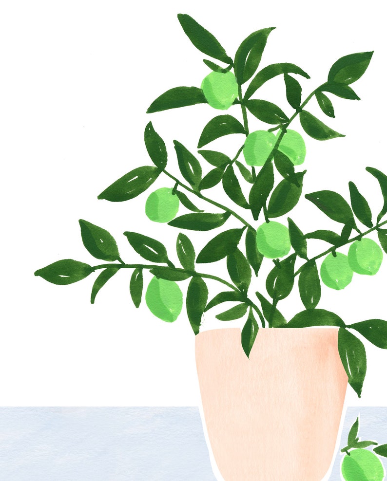 May include: A potted green plant with small, round, light green fruit. The plant is in a light peach-colored pot and is sitting on a light blue surface.