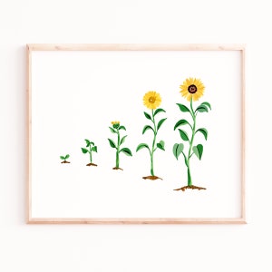 Sunflower Evolution Art Print, Cycle de vie d’une fleur, Impression de fleurs, Impression de tournesol, Aquarelle Wall Art, Office Wall Art, Boho Art