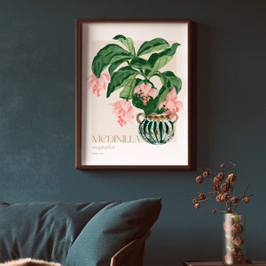 Exquisite Blooms: Medinilla Magnifica Art Print Botanical Beauty for Home Decor image 6