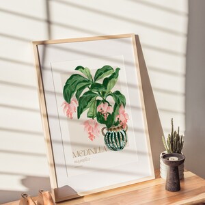 Exquisite Blooms: Medinilla Magnifica Art Print Botanical Beauty for Home Decor image 5