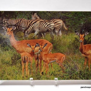 May include: A photograph depicting impalas and zebras in a natural setting. The impalas, in shades of brown, are with their young. Zebras with black and white stripes are in the background. The scene is set in a grassy, green environment.