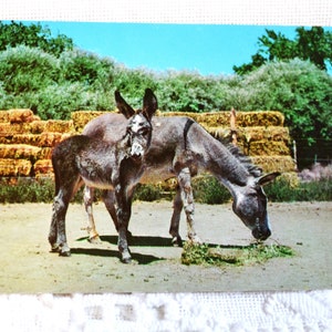 Carte postale vintage SUD-OUEST Burros Donkeys Carte postale souvenir Americana Memorabilia Paper Ephemera PanchosPorch