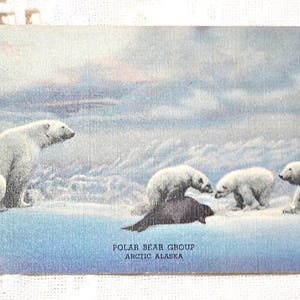 Vintage COLORADO carte postale ours polaire exposition musée histoire naturelle carte postale souvenir souvenirs papier éphémères americana panchosporch