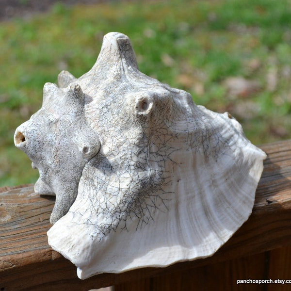 Vintage Sea Shell Large Old Conch Shell Gnarly Beach House Decor Porch Patio Shelf Display Prop PanchosPorch