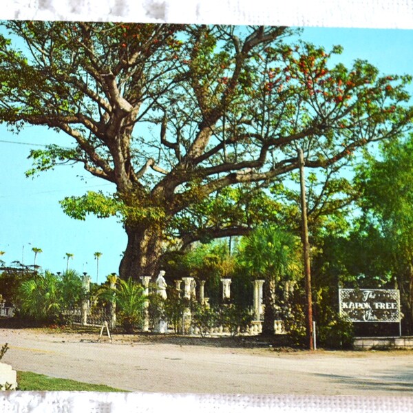 Vintage FLORIDA Postcard Clearwater Kapok Tree Inn Famous Tree Post Card Americana Memorabilia Advertising Paper Ephemera PanchosPorch