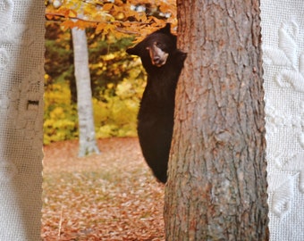 Vintage MICHIGAN Post Card Baldwin Black Bear Fall Autumn Colors Wildlife Postcard Memorabilia Souvenir Paper Ephemera PanchosPorch