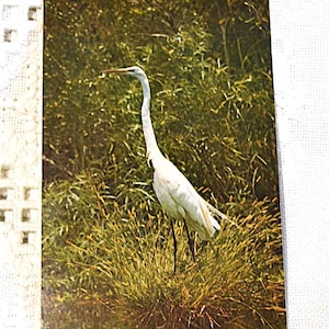 Vintage FLORIDE carte postale Weeki Wachee boule de neige aigrette oiseau d'eau 1975 vacances souvenir carte postale souvenirs papier éphémères PanchosPorch