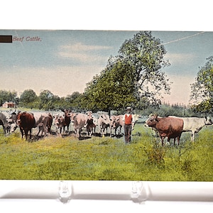 Vintage Americana Postcard: Beef Cattle, Road of Thousand Wonders