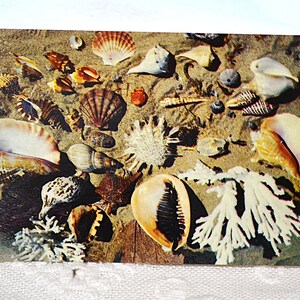 Carte postale vintage FLORIDE Seashell Collection Coast Beach Shell Finds Carte postale Americana Memorabilia Paper Ephemera PanchosPorch