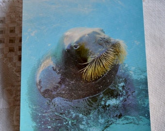 Vintage CALIFORNIA Post Card Seaworld Pacific Walrus Americana Road Trip Postcard Memorabilia Tourism Paper Ephemera PanchosPorch