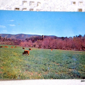 vintage VIRGINIA Carte postale Bovins pâturage Jacksons Ferry Wytheville Souvenir Carte postale Americana Souvenirs Papier Éphémère PanchosPorch