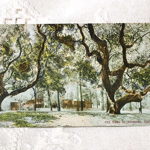 May include: Vintage postcard featuring a scenic view of old oak trees in Alameda, California. The image showcases large, mature trees with sprawling branches, lush green foliage, and a glimpse of a building in the background. The text "Old Oaks in Alameda, Cal." is visible.