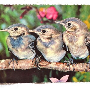 Carte postale vintage BIRD WATCHER trois bébés oiseaux triplés Carte postale souvenir souvenirs Papier publicitaire éphémères PanchosPorch