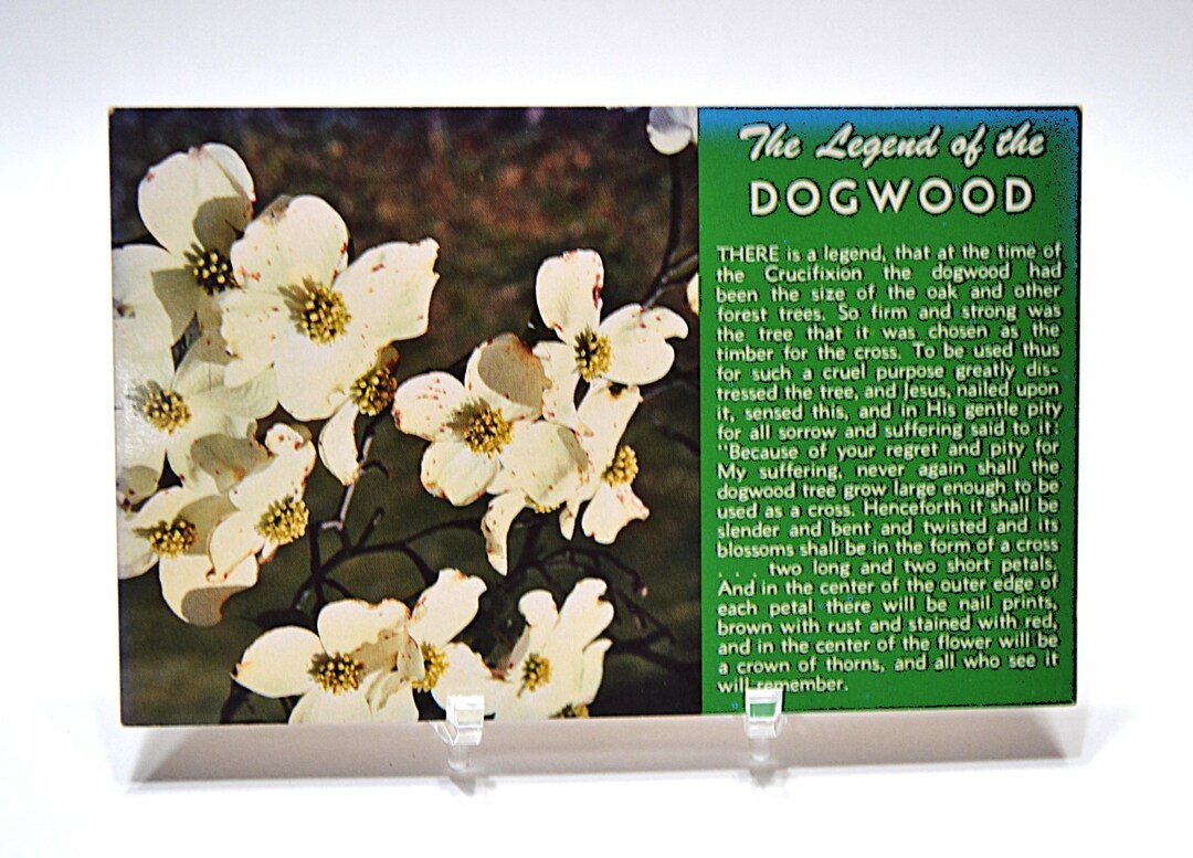 Vintage Legend of the Dogwood Postcard, Christian Religious Story Etsy