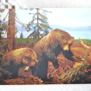 Vintage carte postale ours carte postale sur le thème de la nature, vie sauvage, souvenirs de vacances, papier souvenir, éphémères PanchosPorch