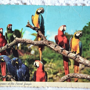 Carte postale vintage FLORIDE aras perroquet jungle oiseaux exotiques tropical utilisé carte postale souvenirs papier publicitaire éphémères PanchosPorch
