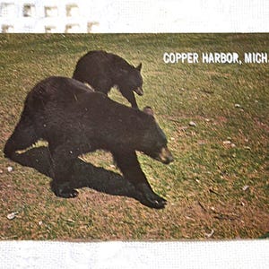 Vintage MICHIGAN carte postale Copper Harbor Bear Vacationland carte postale souvenir souvenirs papier Ephemera Americana PanchosPorch