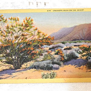 Carte postale vintage CREOSOTE BUSH, scène du désert américain, nature, vacances du sud-ouest, carte postale souvenir, souvenirs, papier, éphémères, PanchosPorch