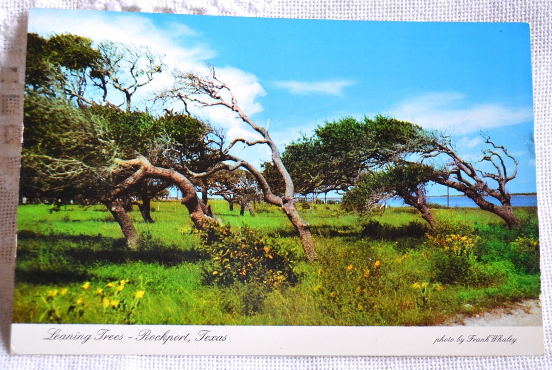 Vintage TEXAS Postcard Leaning Trees Rockport Vacation Etsy