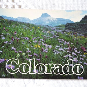 vintage COLORADO Carte postale Fleurs sauvages Governors Basin Americana Road Trip Carte postale Souvenirs Papier publicitaire Ephemera PanchosPorch