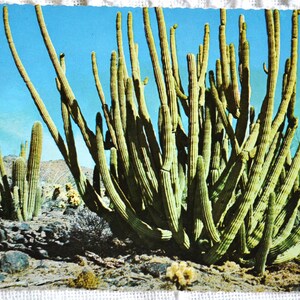 Vintage ARIZONA carte postale orgue tuyau cactus sud-ouest Road Trip utilisé carte postale souvenirs papier publicitaire éphémères PanchosPorch