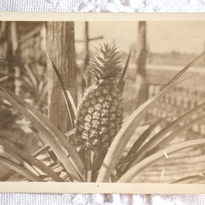 May include: Vintage sepia-toned postcard featuring a pineapple plant. The pineapple, with its textured skin, is surrounded by long, pointed leaves. The background shows a blurred view of a garden or field, with a fence and trees.