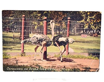 Vintage Belle Isle Detroit Ostriches Postcard, Early 1900s