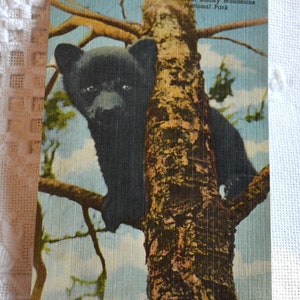 Carte postale vintage ours noir Great Smoky Mountains Tennessee souvenir carte postale usagée souvenirs papier publicitaire éphémères PanchosPorch