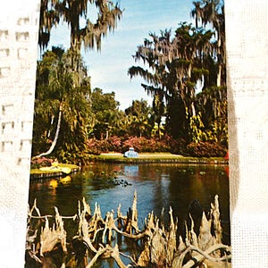 Carte postale vintage FLORIDE Cypress Gardens Trees Knobs Swamp Everglades Carte postale Americana Memorabilia Paper Ephemera PanchosPorch