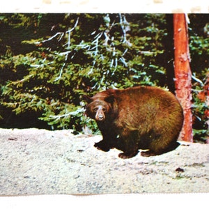 Vintage carte postale YELLOWSTONE Wyoming ours noir Americana souvenir utilisé carte postale souvenirs papier publicitaire éphémères PanchosPorch