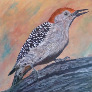 Red-bellied Woodpecker