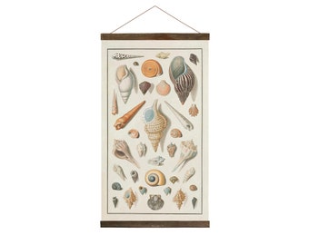 Frame Included! 36"x20", Vintage Seashells, drawings from 1800's - Rip-proof material - FREE SHIPPING