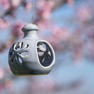 Bird Feeder morning glory