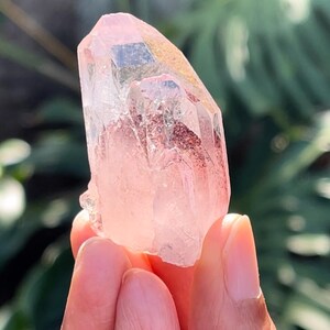 Red Phantom Quartz (India, aka Sunset/Twighlight Phantom Quartz)