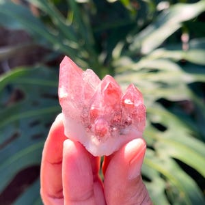 May include: A cluster of pink and white quartz crystals with a natural, raw finish. The crystals are clustered together in a small, hand-held size.