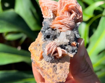 May include: A cluster of pink and white barite crystals with a rough, brown matrix. The crystals are translucent and have a layered, fan-like structure.