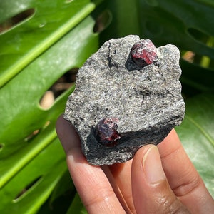 Almandine Garnets in Schist Matrix (Wrangell Island, Alaska)