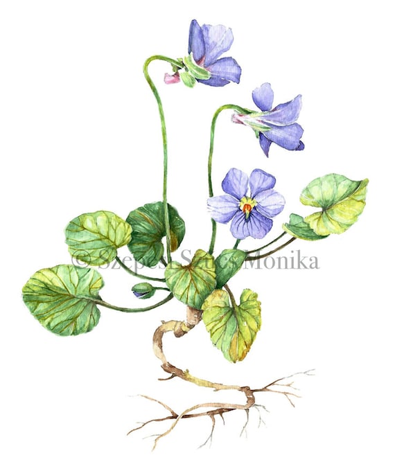 Items similar to Violet Print, Botanical Illustration, Watercolor ...