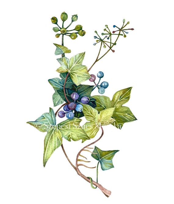 Ivy Print Botanical Illustration Watercolor Illustration Etsy
