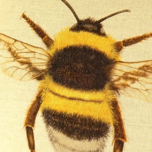 K&ouml;nnte beinhalten: Nahaufnahme einer Hummel mit gelb-schwarzen Streifen, braunen Beinen und durchscheinenden Fl&uuml;geln. Die Biene ist vor einem hellbeigen Hintergrund zentriert, der ihre detaillierte Textur und nat&uuml;rlichen Farben hervorhebt. Das Bild zeigt den pelzigen K&ouml;rper der Biene.
