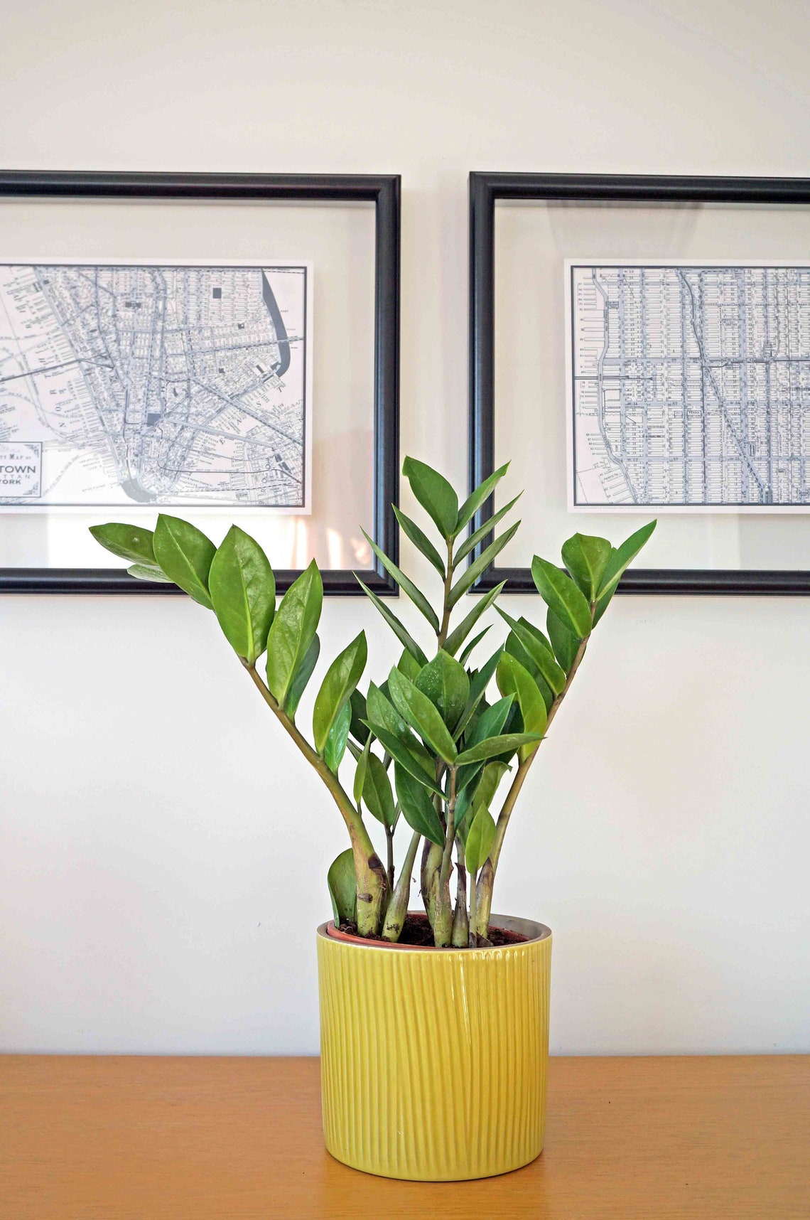Emerald Warrior: The Resilient Zamioculcas Zamiifolia ZZ Plant