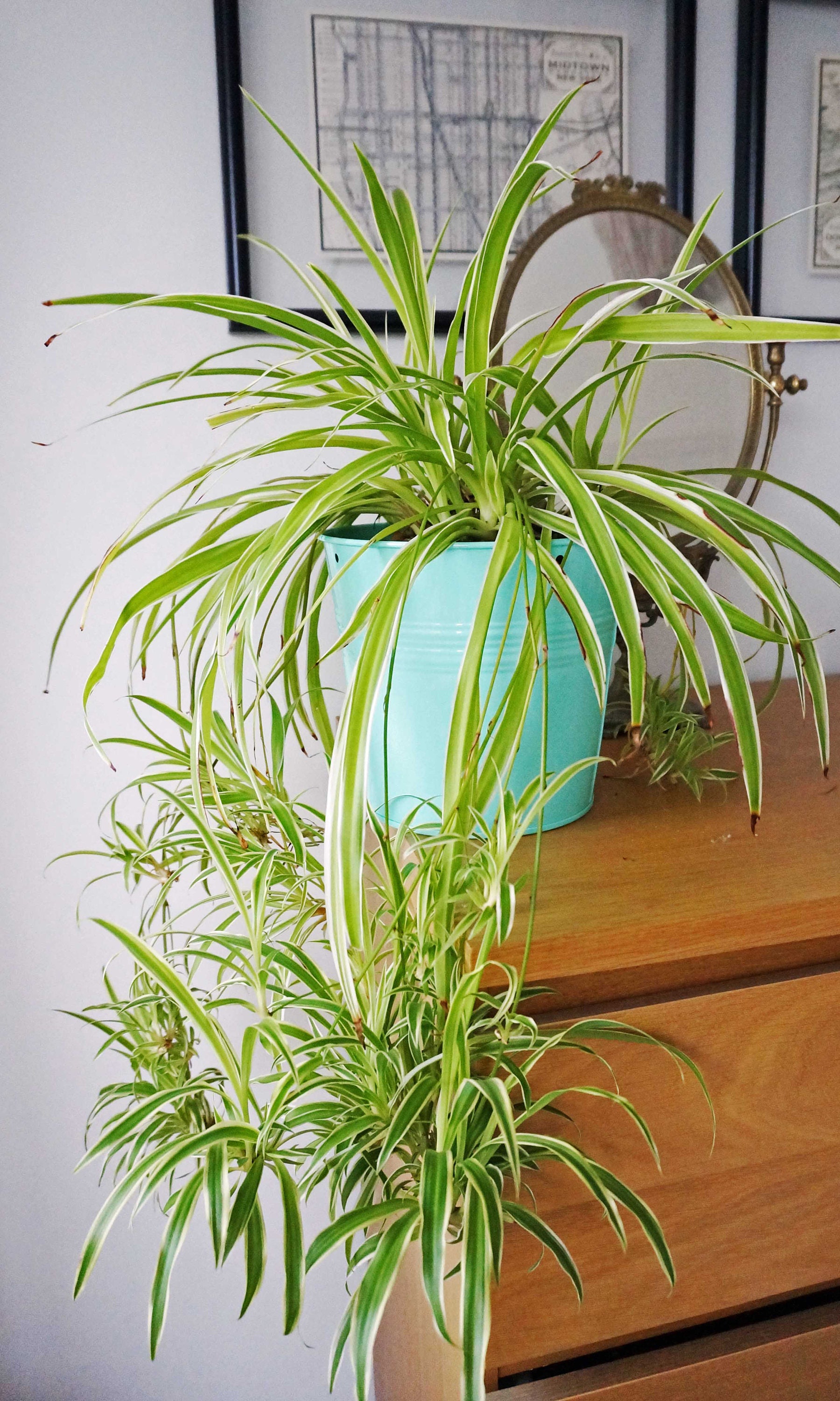 House Plant Spider Plant Indoor Plants Easy Care Plant | Etsy