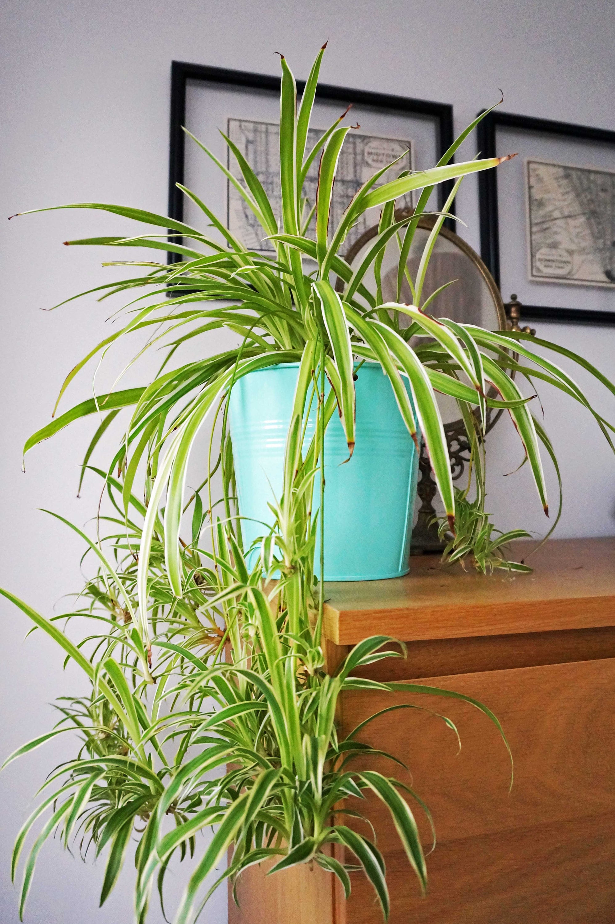 Images Of A Spider Plant
