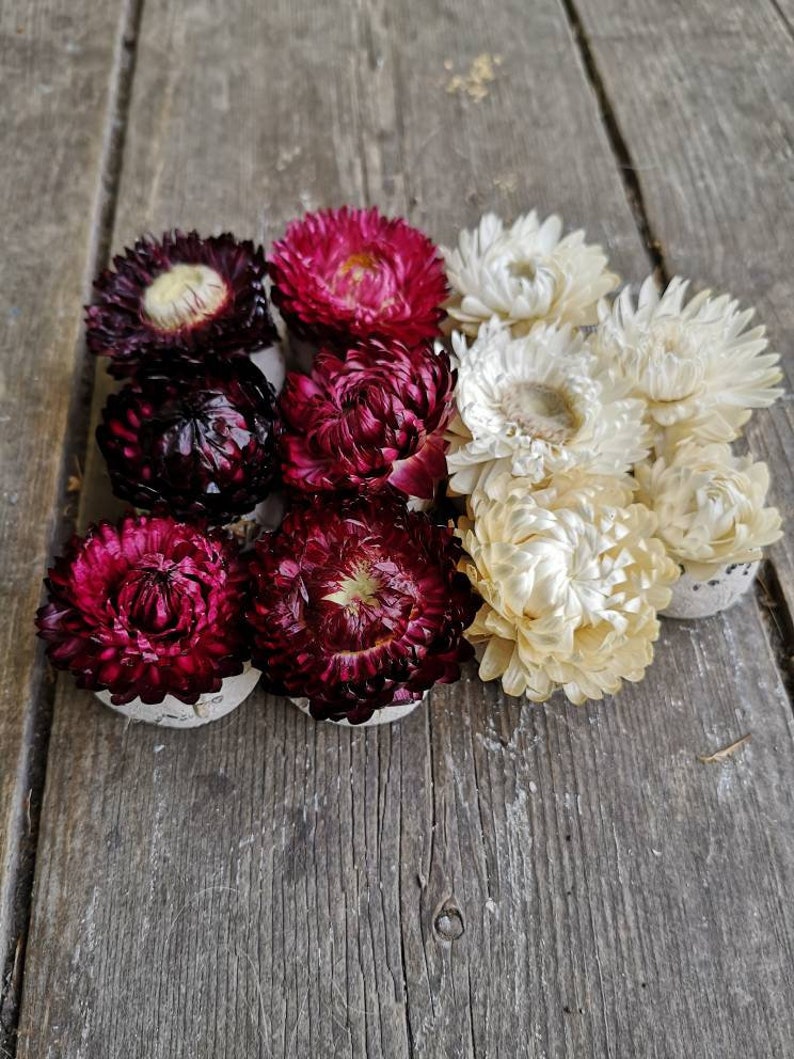 strawflower wedding favor baby shower White-burgundy mix dried flower on top 25 Save the bees Seed Bombs seed favour wildflower seed